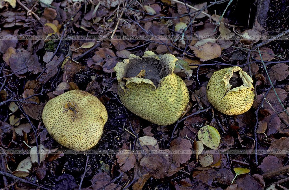 Scleroderma citrinum Common earthball