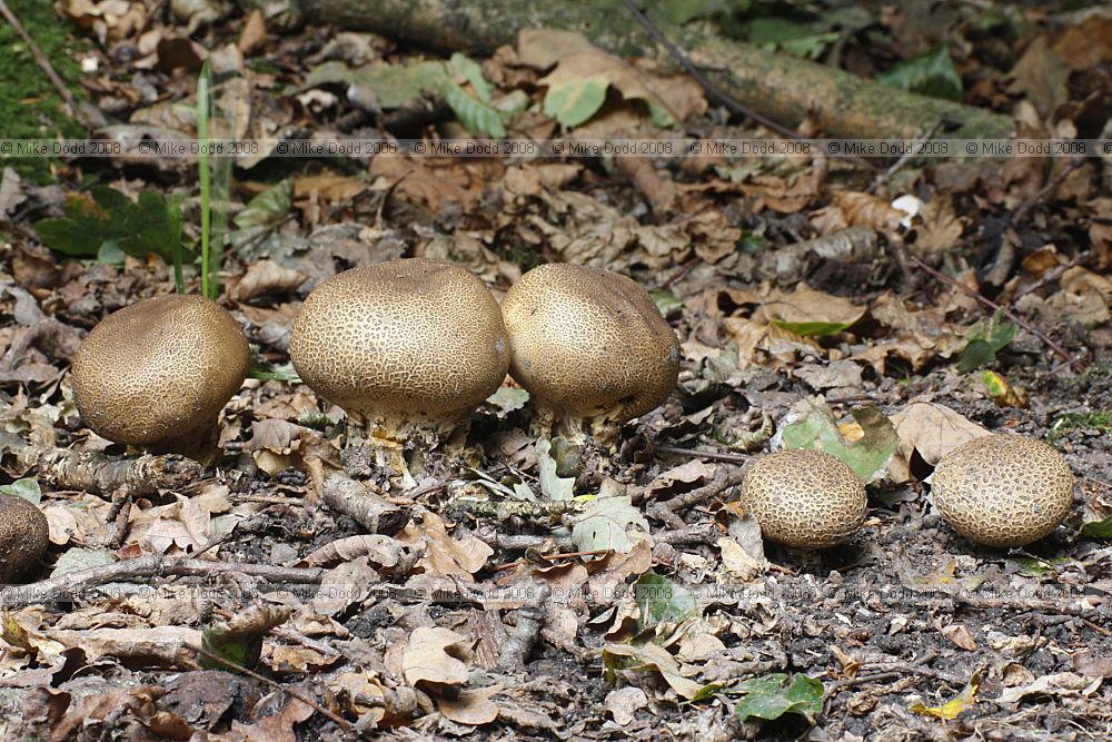 Scleroderma verrucosum Scaly Earthball