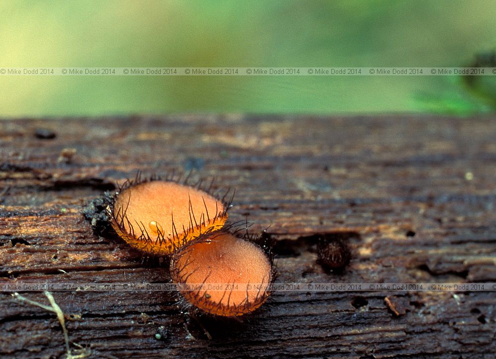 Scutellinia scutellata Common Eyelash