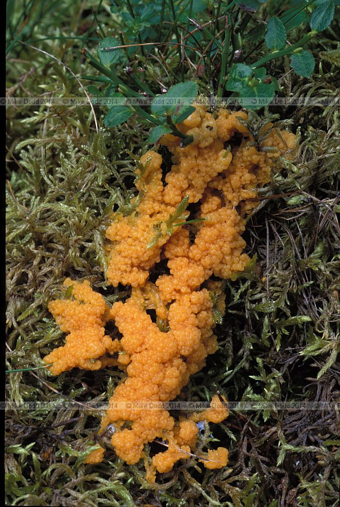 Slime mould Myxomycetes
