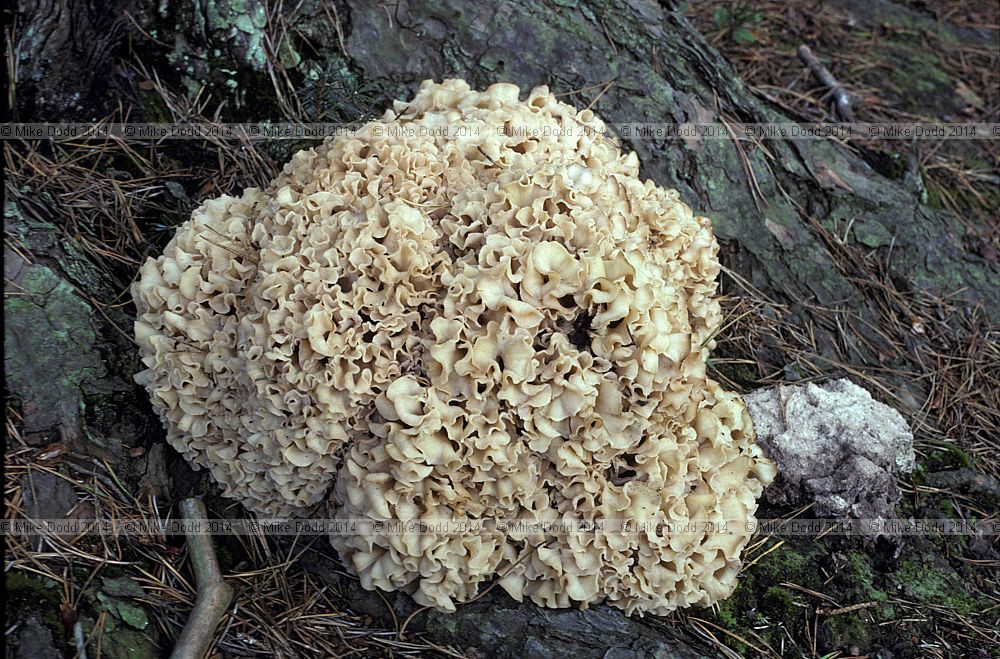 Sparassus crispus Cauliflower fungus