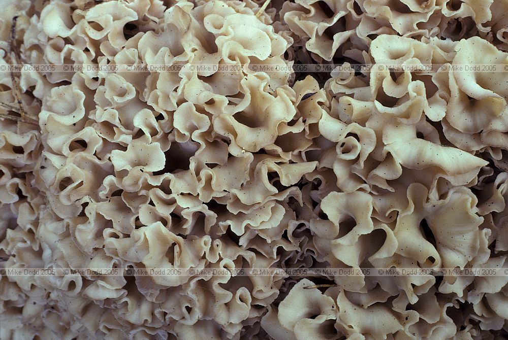 Sparassus crispus Cauliflower fungus