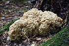 Sparassis crispus Cauliflower Fungus