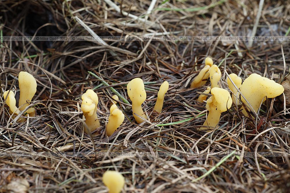 Spathularia flavida Yellow Fan