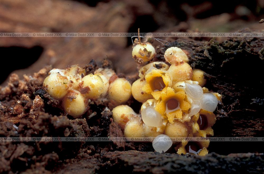 Sphaerobolus stellatus Shooting star