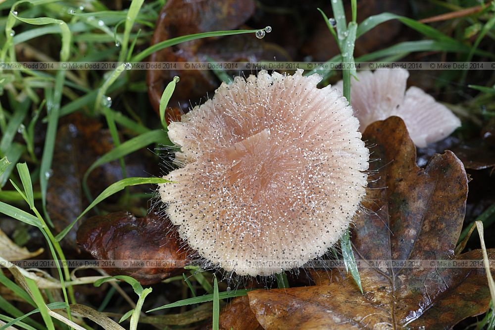 Spinellus fusiger Bonnet Mould (?)