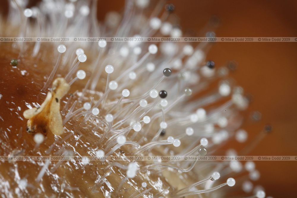 Spinellus fusiger Bonnet mould on Mycena epipterygia