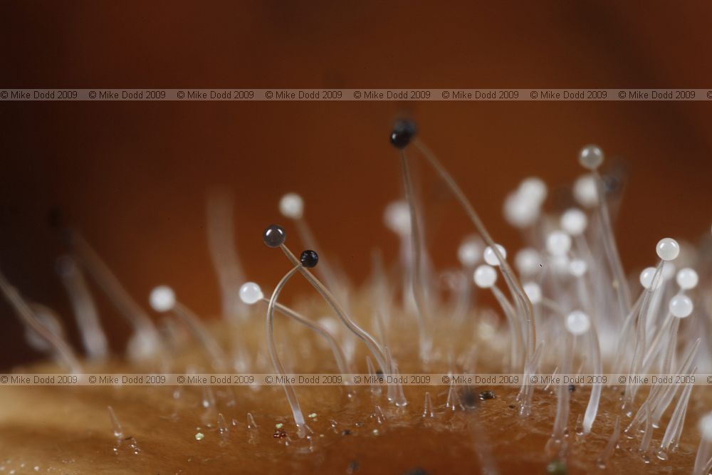 Spinellus fusiger Bonnet mould on Mycena epipterygia