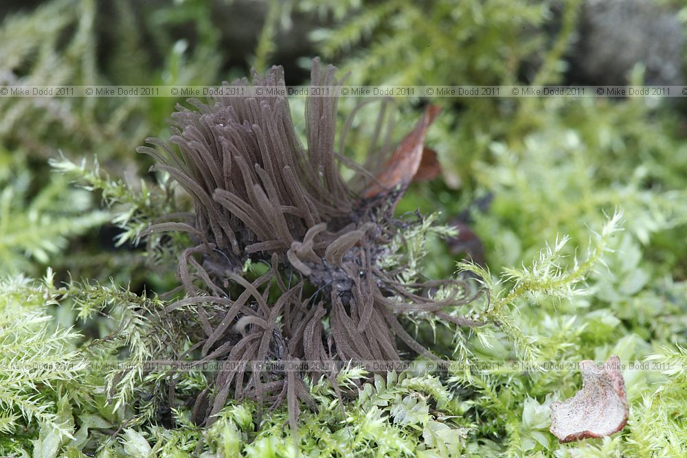 Stemonitis fusca on Salix logs