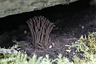 Stemonitis fusca on Salix logs