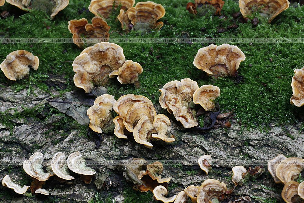 Stereum hirsutum Hairy Curtain Crust