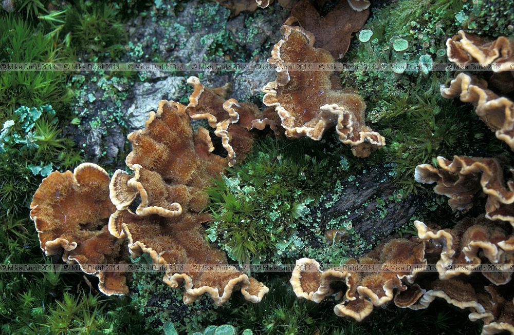 Stereum hirsutum Hairy Curtain crust