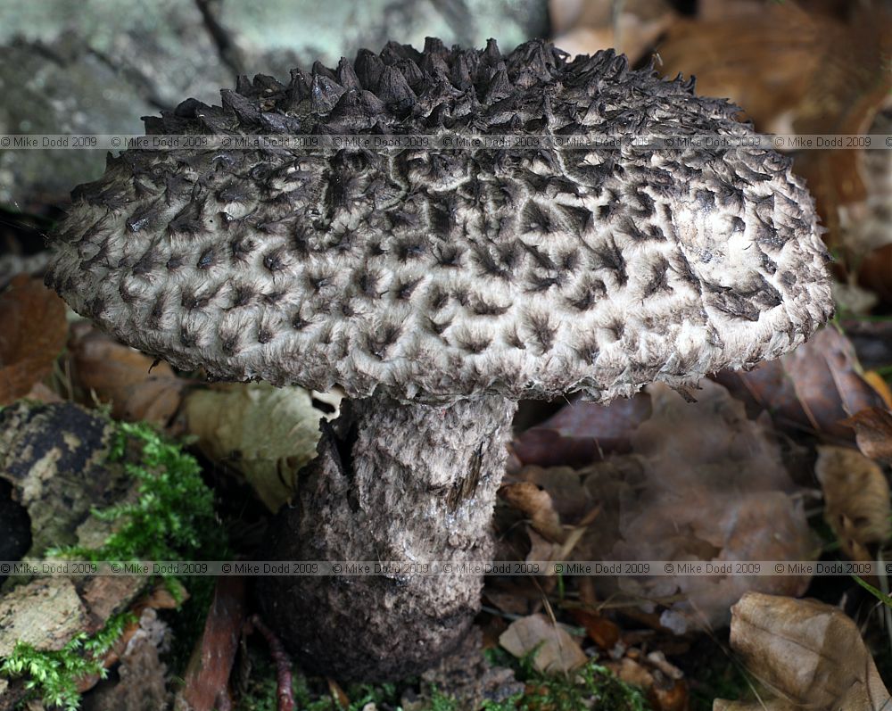 Strobilomyces strobilaceus Old Man of the Woods