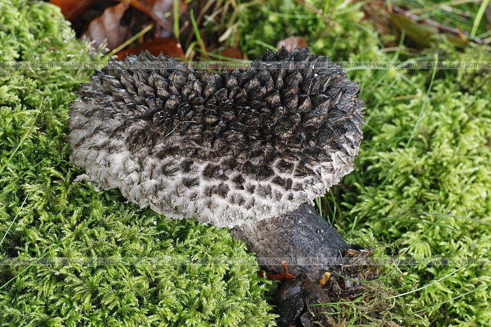Strobilomyces strobilaceus Old Man of the Woods