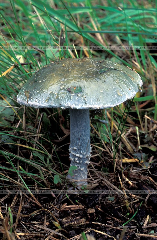 Stropharia aeruginosa Verdigris agaric