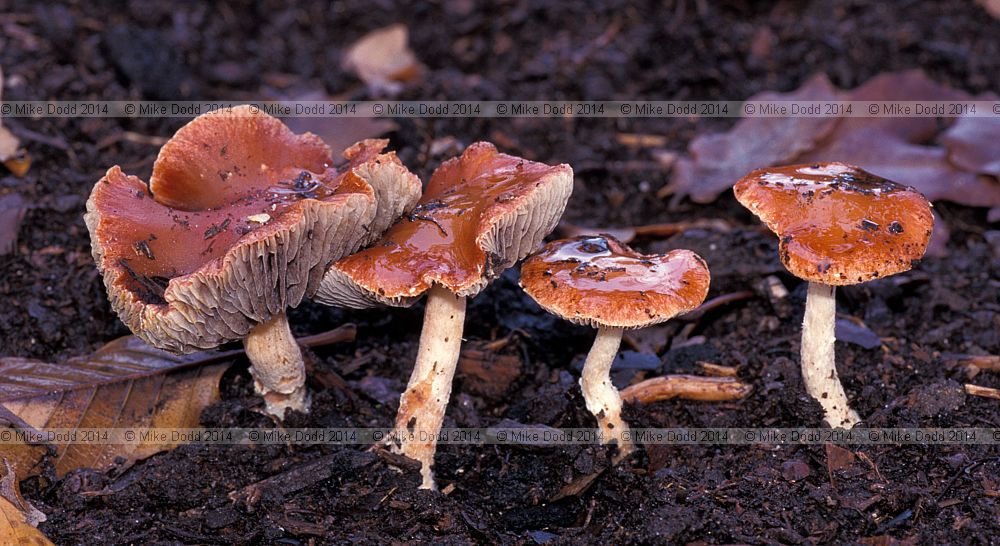 Stropharia aurantiaca Redlead roundhead