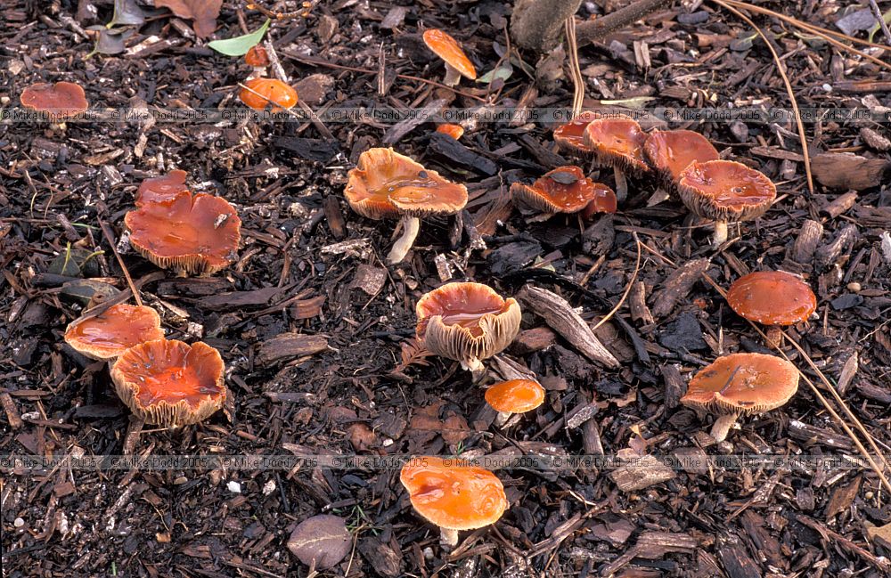 Stropharia aurantiaca Redlead roundhead