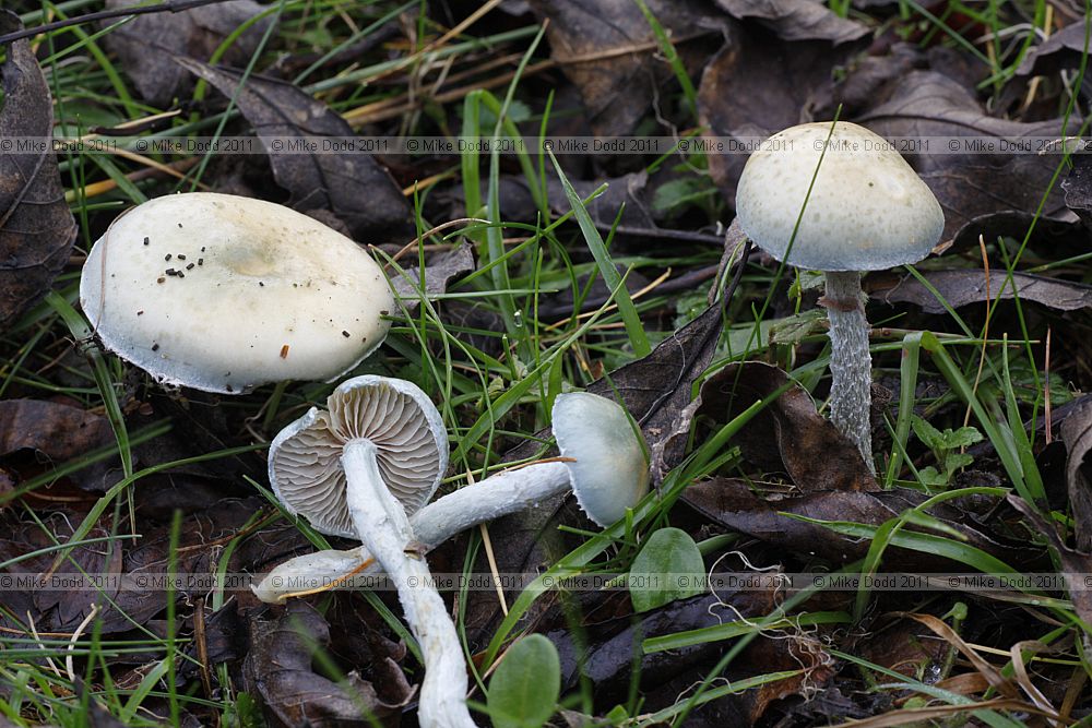 Stropharia caerulea Blue Roundhead