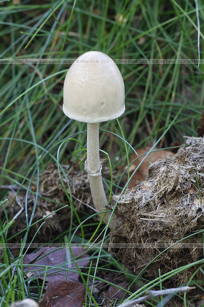 Stropharia semiglobata Dung Roundhead