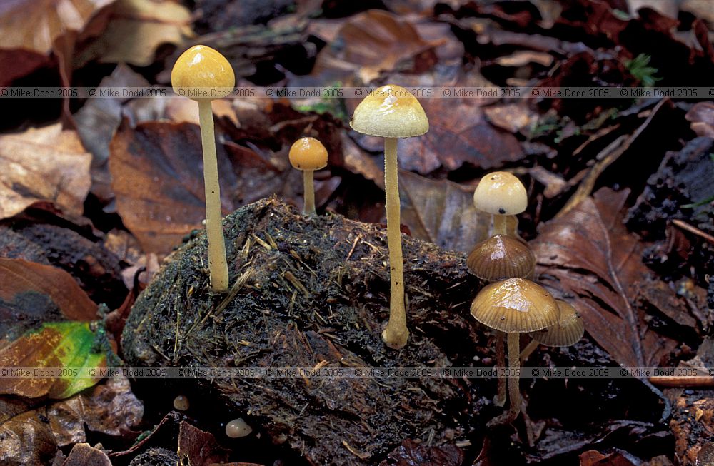 Stropharia semiglobata Dung roundhead