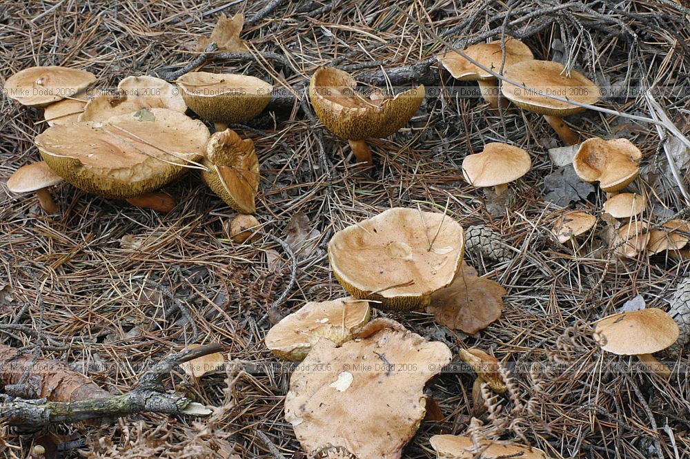 Suillus bovinus Bovine bolete