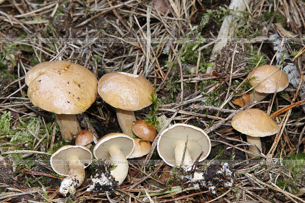 Suillus bovinus Bovine Bolete