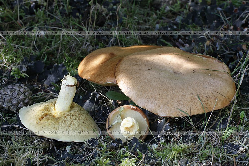 Suillus granulatus Weeping Bolete