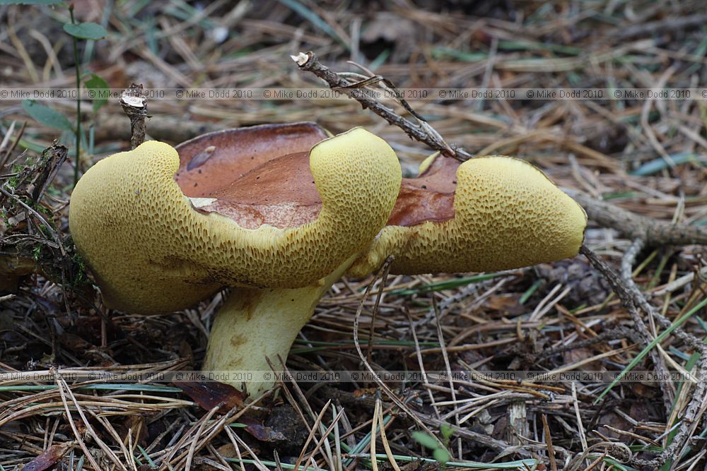 Suillus granulatus Weeping Bolete