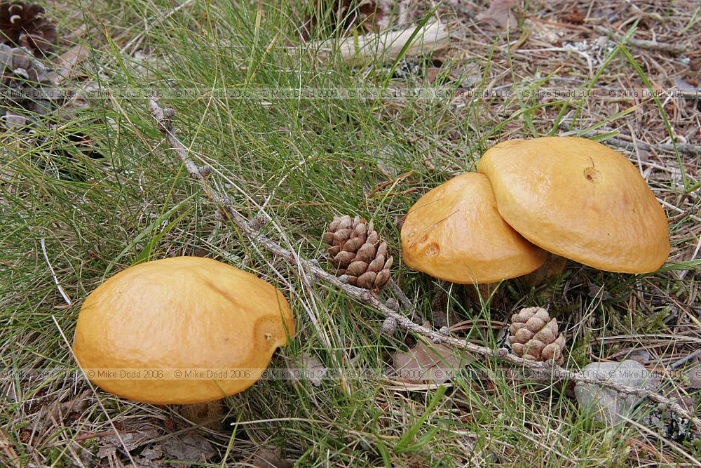 Suillus grevillei Larch bolete