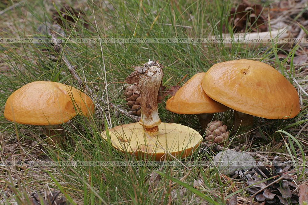 Suillus grevillei Larch bolete