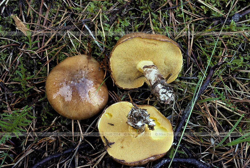 Suillus luteus Slippery Jack