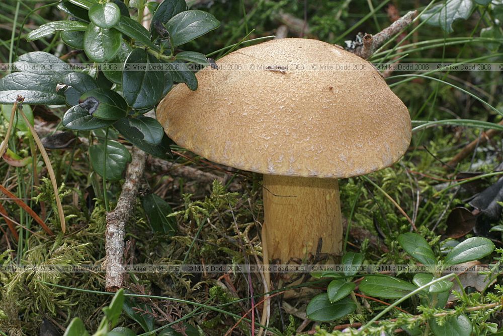 Suillus variegatus Velvet bolete