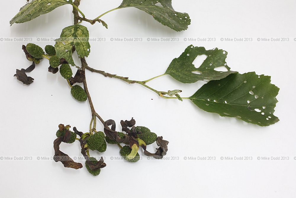 Taphrina alni Alder tongue gall on Alnus glutinosa Common lder