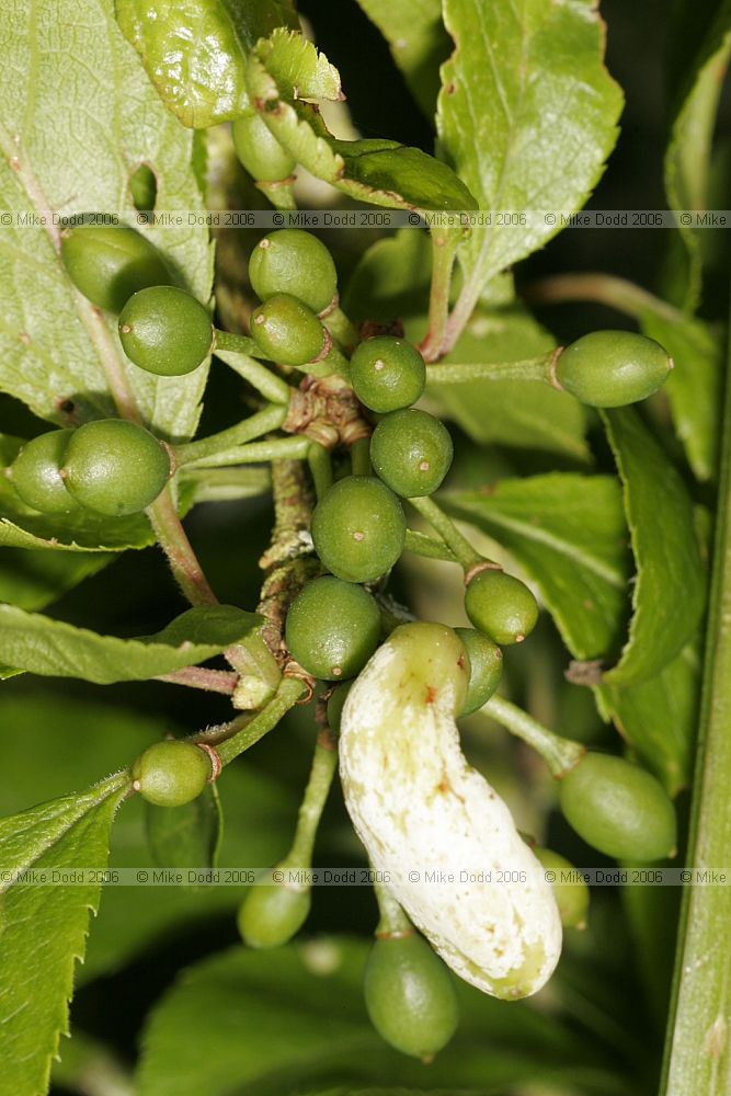 Taphrina pruni fungus on Prunus fruits