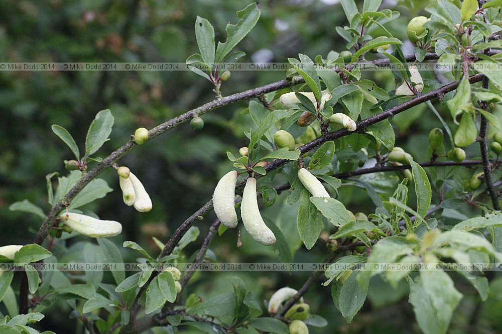 Taphrina pruni affecting Prunus spinosa