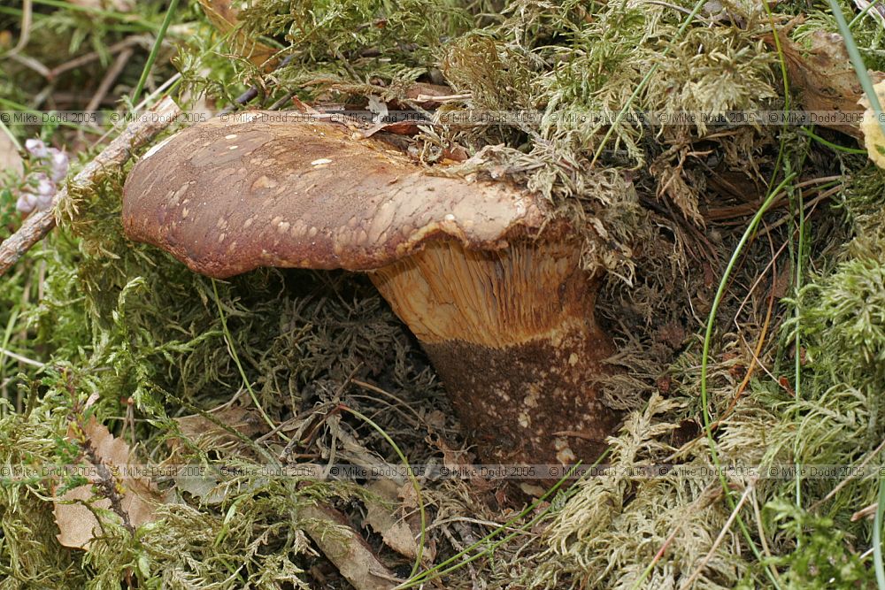 Tapinella atromentosa syn Paxillus atrotomentosus velvet rollrim