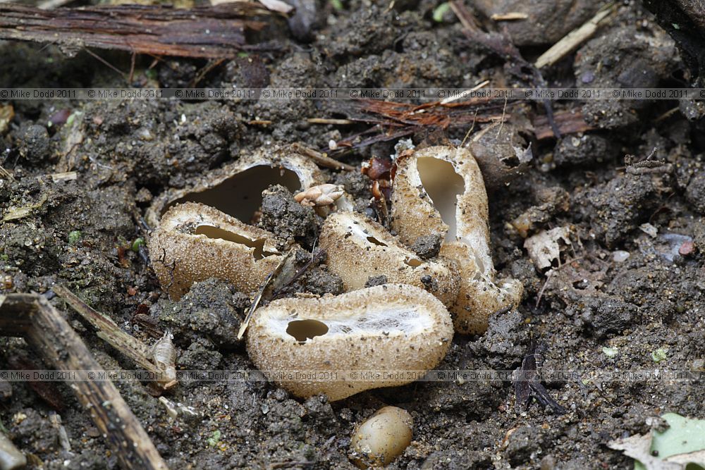 Tarzetta cupularis (?)