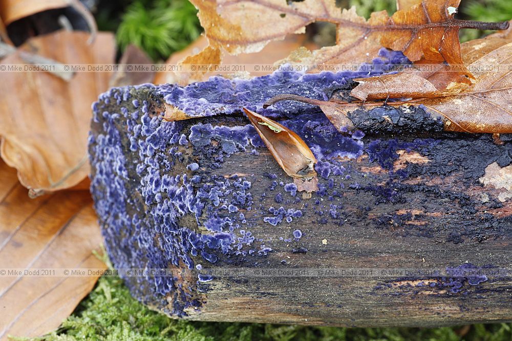 Terana caerulea Cobalt Crust