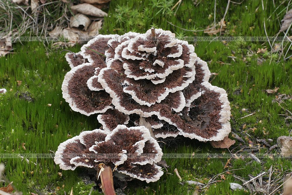 Thelephora terristris Earthfan