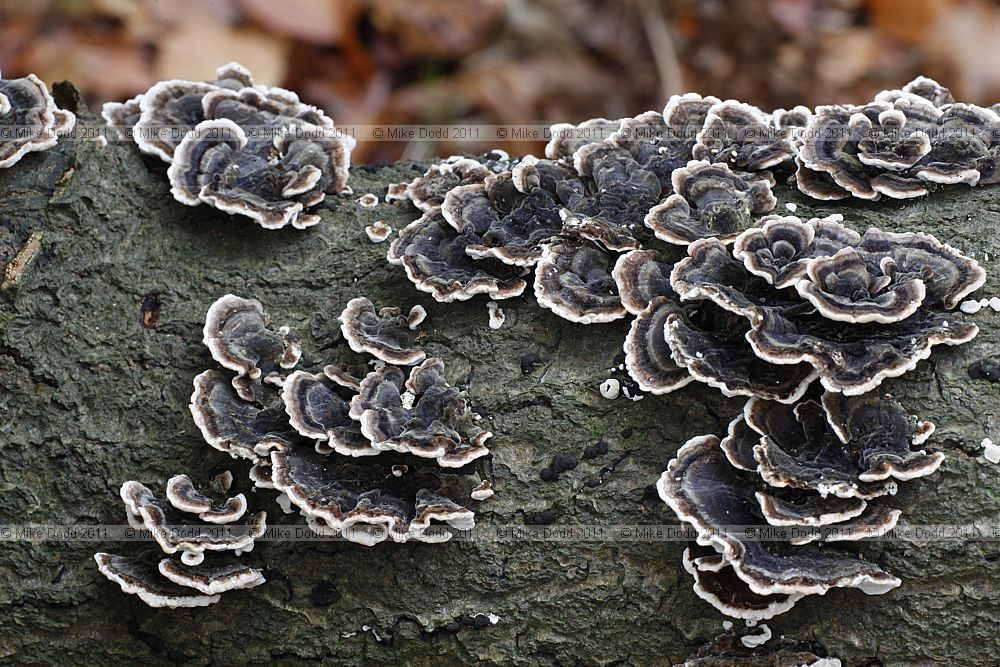 Trametes versicolor Turkeytail (Coriolus versicolor)