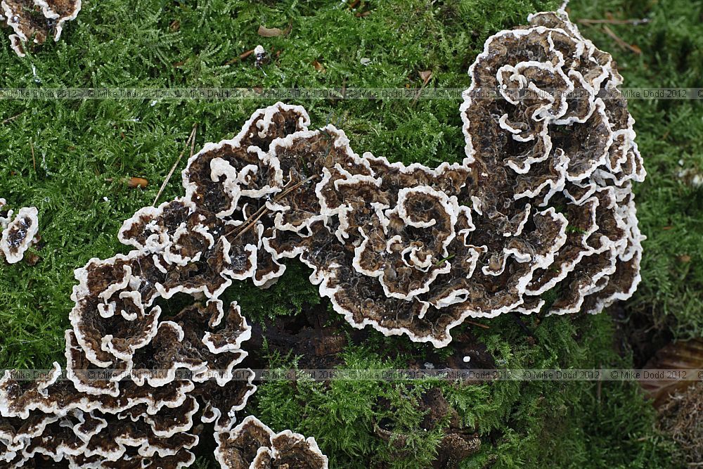 Trametes versicolor Turkeytail