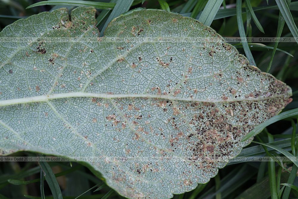 Tranzschelia pruni-spinosae var. discolor Plum rust on Damson Prunus domestica subsp. insititia