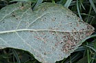 Tranzschelia pruni-spinosae var. discolor Plum rust on Damson Prunus domestica subsp. insititia