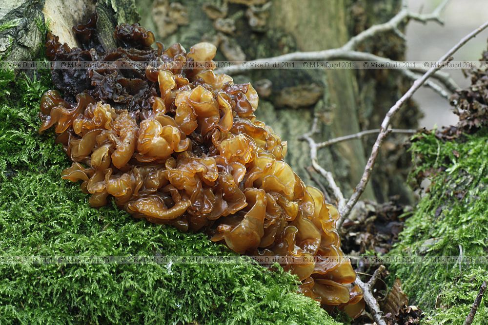 Tremella foliacea Leafy Brain
