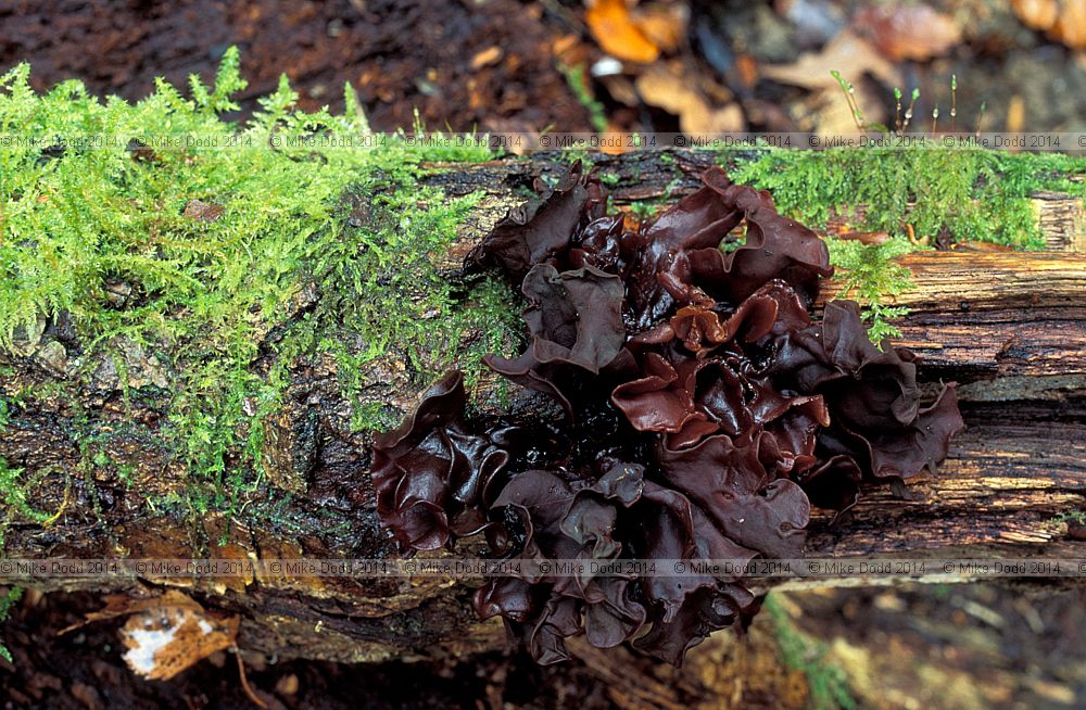 Tremella foliacea Leafy brain