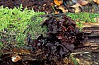 Tremella foliacea Leafy brain