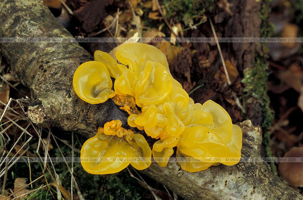 Tremella mesenterica Yellow brain fungus