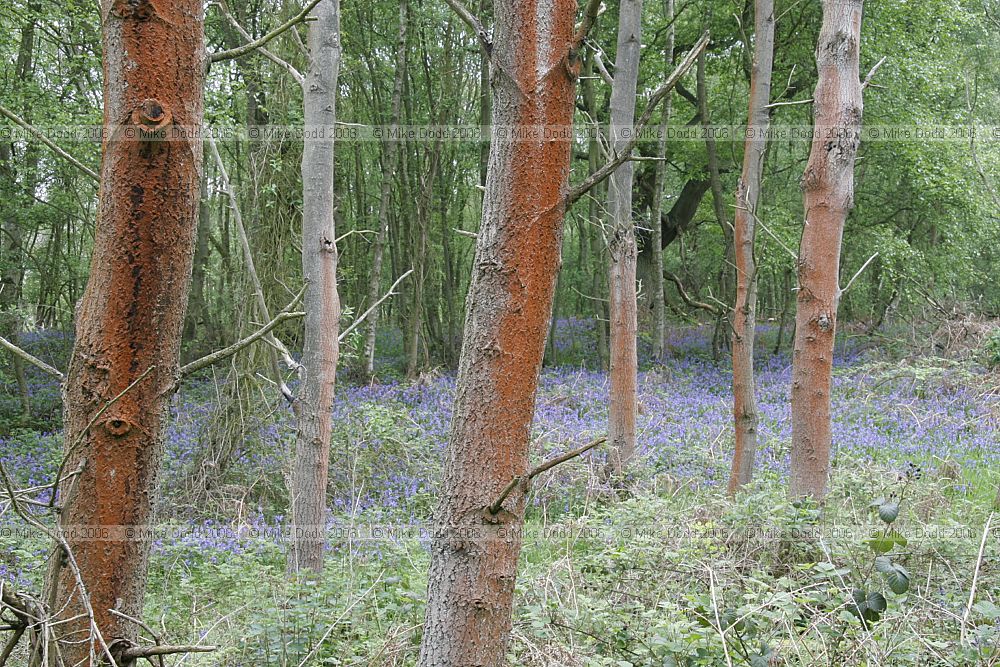 Trentepohlia orange algae
