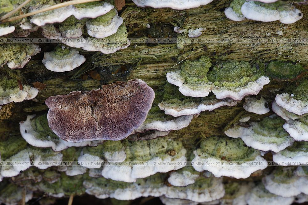 Trichaptum abietinum Purplepore Bracket