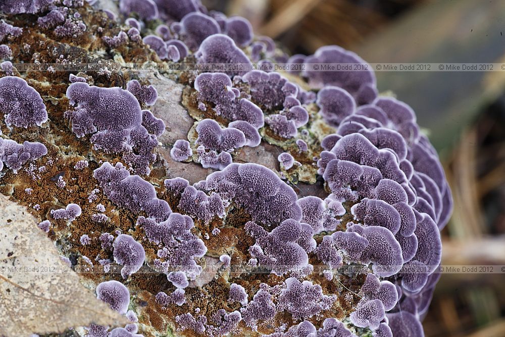 Trichaptum abietinum Purplepore Bracket